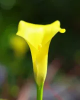 Longwood Garden郁金香和兰花开了